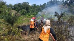 Cuaca Panas, Sijunjung Rawan Kebakaran