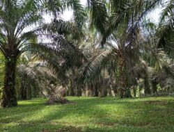 Kelapa Sawit Bertahan Rp2.700 Per Kilogram