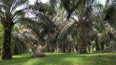 Kelapa Sawit Bertahan Rp2.700 Per Kilogram